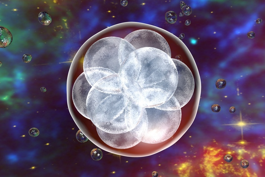 les pays-bas autorisent la création d’embryons humains pour la recherche