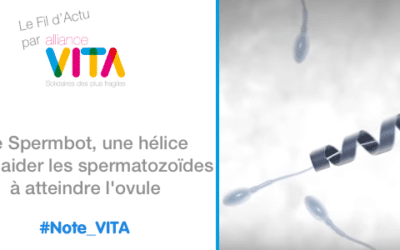 Le Spermbot, une hélice pour aider les spermatozoïdes à atteindre l’ovule