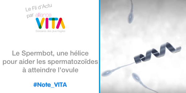 le spermbot, une hélice pour aider les spermatozoïdes à atteindre l’ovule