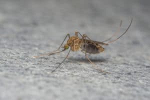 a macro photo of a mosquito