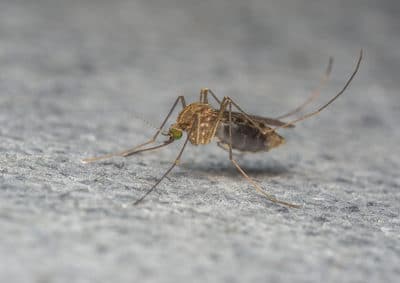 virus zika : controverse sur l’avortement