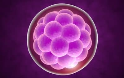 Congélation des embryons, un risque plus important pour les grossesses
