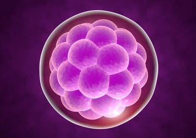 congélation des embryons, un risque plus important pour les grossesses