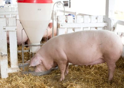dons d’organes : vers des chimères homme-porc ?