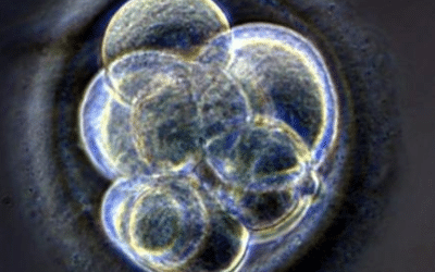 Faut-il autoriser la recherche sur l’embryon humain ?