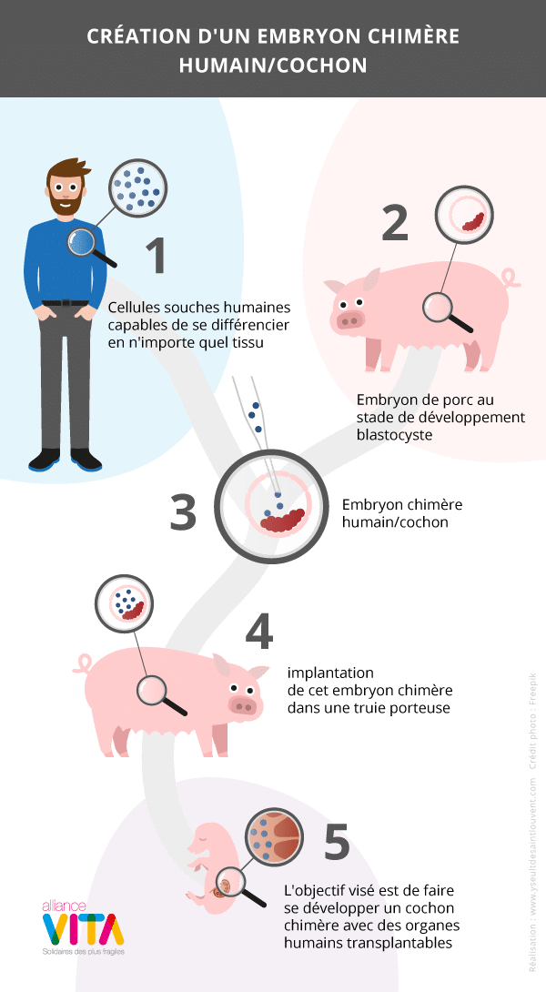 schema-chimere-homme-cochon-2 chimères homme-animal : jusqu’où iront les manipulations d’embryons ?