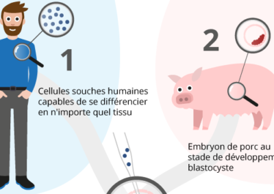 chimères homme-animal : jusqu’où iront les manipulations d’embryons ?
