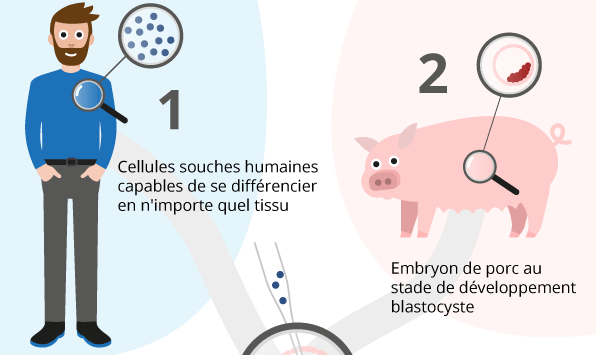 Chimères homme-animal : jusqu’où iront les manipulations d’embryons ?