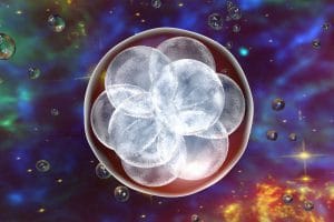 embryologie : une différenciation cellulaire très précoce
