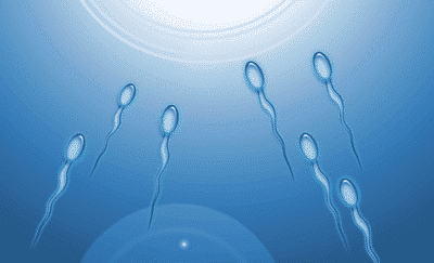 la maturation des spermatozoïdes « in-vitro » à partir de biopsies testiculaires