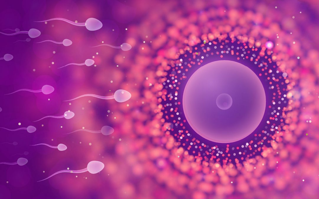 Gamètes artificiels, toujours plus loin ?