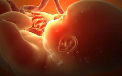 l’épineux débat sur le statut de l’enfant in utero