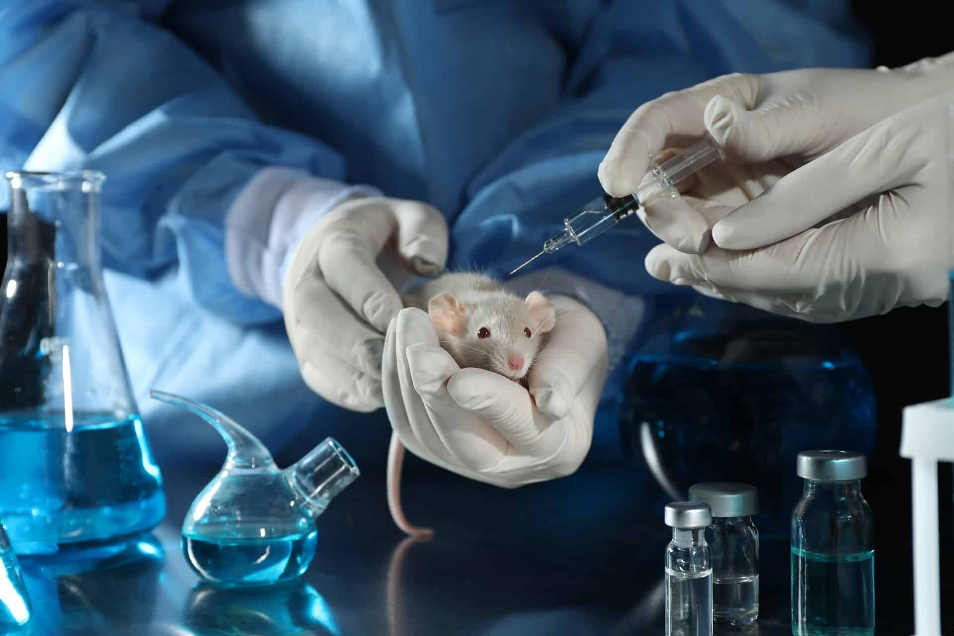 tests animaux expérimentation animale laboratoire