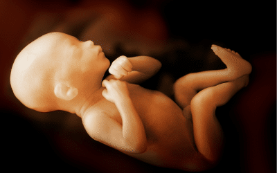 succès d’une opération in utero : le fœtus, un patient à part entière