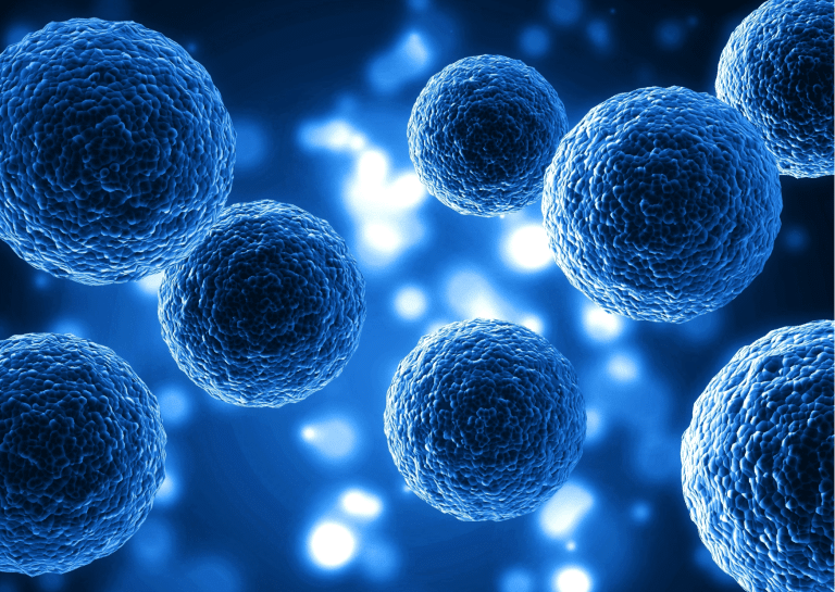 Des tentatives de "modèles d’embryons" fabriqués artificiellement ?