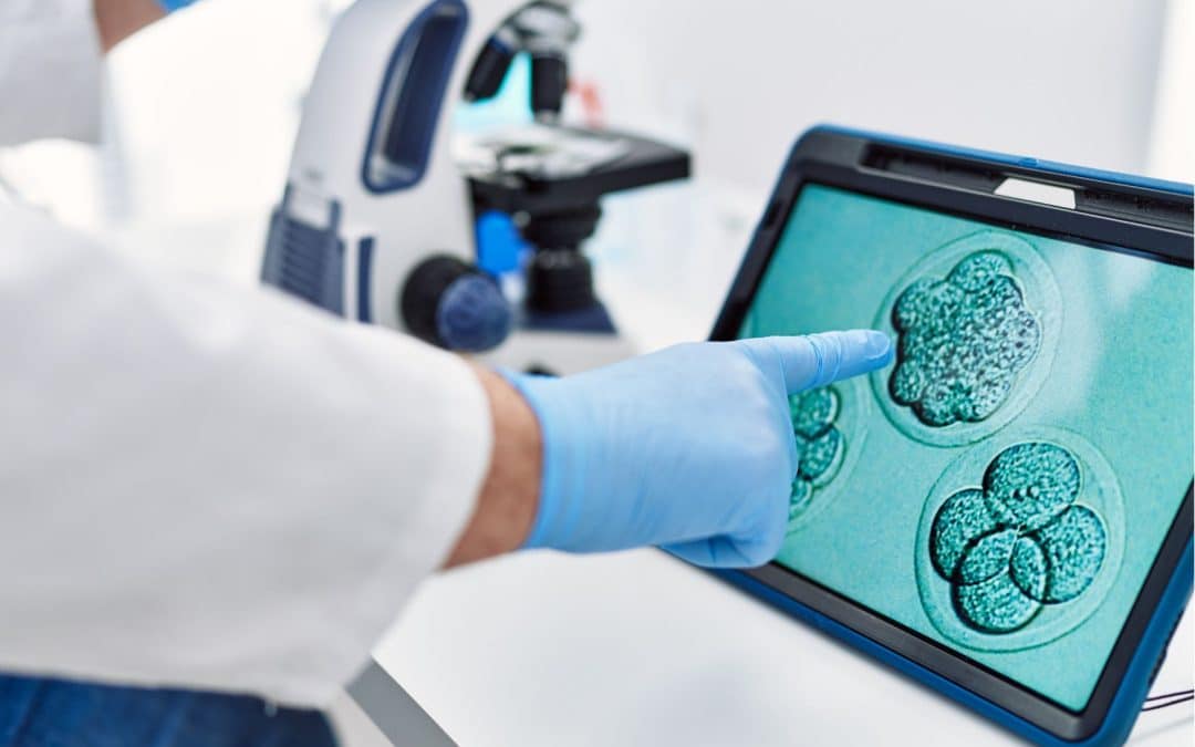 Quand les entreprises promettent de choisir l’embryon idéal